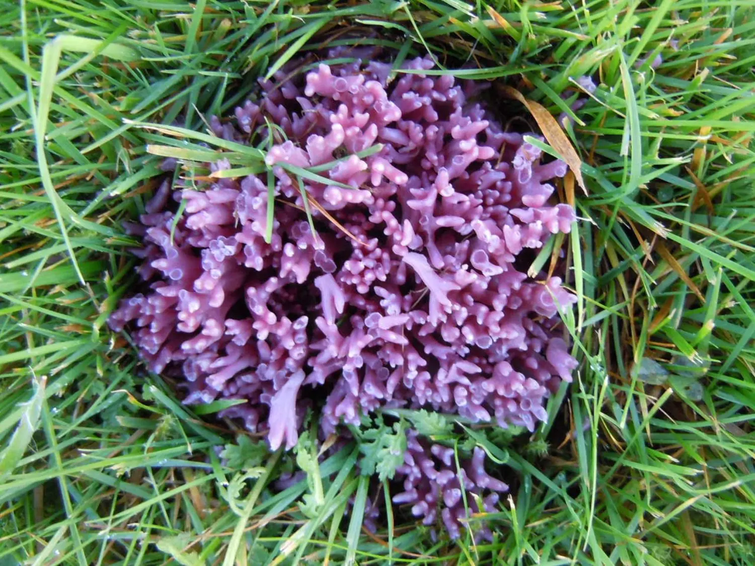 Clavaria zollingeri, Rhosgadfan